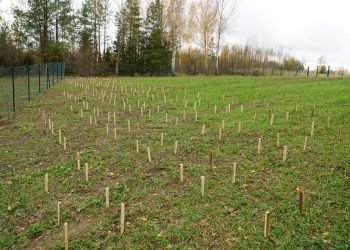 Anykščiuose įrengta Naminių Gyvūnų Laidojimo Teritorija
