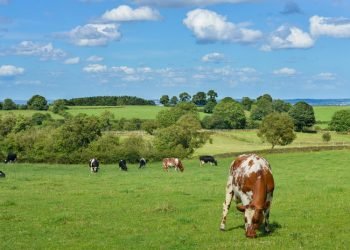 Lietuvos žemės ūkio Ir Kaimo Plėtros 2023–2027 M. Strateginis Planas: Ką Turi žinoti Pieninių Veislių Karvių Augintojai