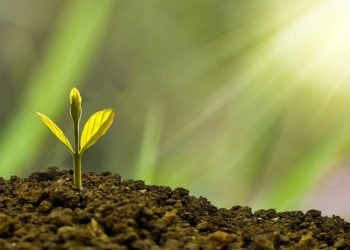 Bearimė žemdirbystė Domina Vis Daugiau žemdirbių – Ja Užsiimantys Dalijasi Savo žiniomis