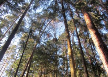 Rengiamas Seminaras Apie Miškų Priežiūros Aktualijas