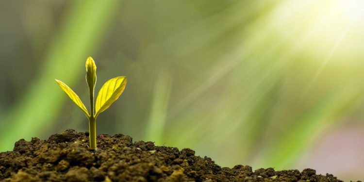 Mineralinis Azotas Dirvožemyje šį Rudenį