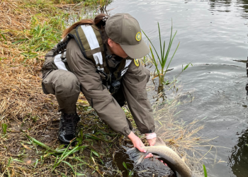 Gausinami Lašišų Ir šlakių Ištekliai Upėse