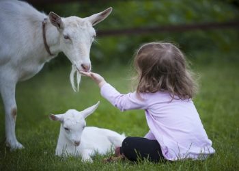 Lietuvos žemės ūkio Ir Kaimo Plėtros 2023–2027 M. Strateginis Planas: Ką Turi žinoti Mėsinių Galvijų, Avių Ir Ožkų Augintojai