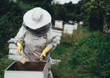 Kokia Parama Galės Pasinaudoti Bitininkai Nuo 2023-ųjų?