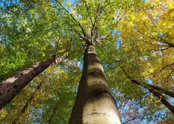 Lietuvoje įsitvirtina Naujas Medis – Paprastasis Bukas, Miškininkai Renka šio Medžio Sėklas