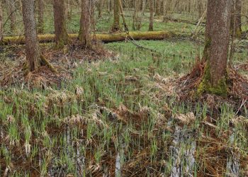 Gamtiniu Požiūriu Vertingiausi 26 Miško Sklypai Bus Išpirkti Arba Bus Sudarytos Jų Apsaugos Sutartys