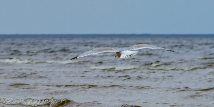 Bus Tęsiami Baltijos Jūroje žiemojančių Vandens Paukščių Stebėjimai