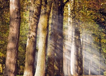 Investuojantiems į Miškininkystės Technologijas – Daugiau Kaip 4 Mln. Eur