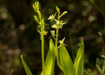 Lankydamiesi Pelkėse, Paieškokite Dirvinio Purvuolio
