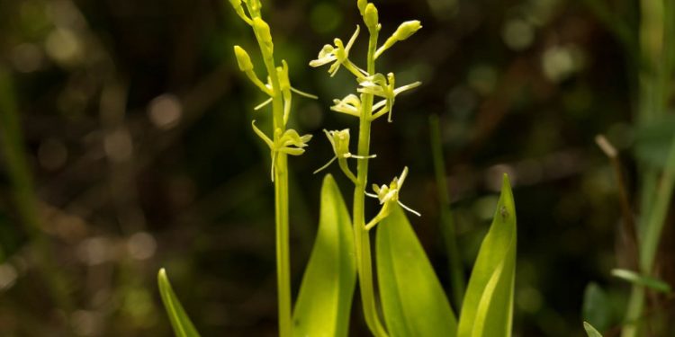 Lankydamiesi Pelkėse, Paieškokite Dirvinio Purvuolio Lankydamiesi Pelkėse, Paieškokite Dirvinio Purvuolio