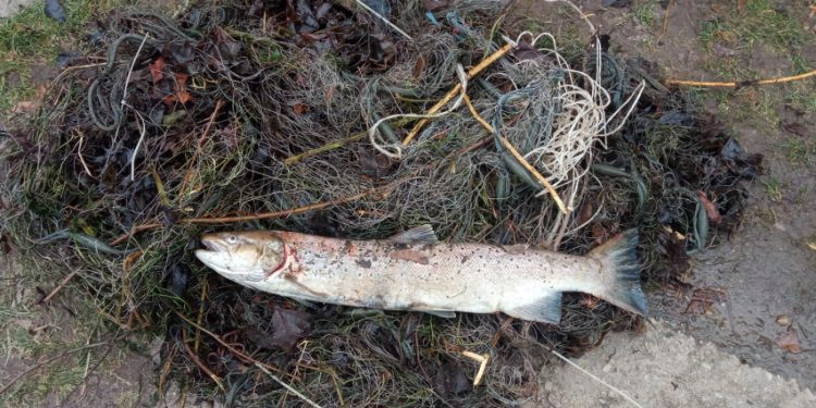 Vakar Ryte Anykščių Rajone Utenos Aplinkosaugininkams įkliuvo Tinklininkas Vakar Ryte Anykščių Rajone Utenos Aplinkosaugininkams įkliuvo Tinklininkas