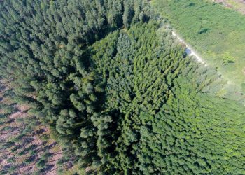 Paskelbtas Papildomas Paraiškų Rinkimas Miškų Srities Paramos Priemonėms 2023 M.