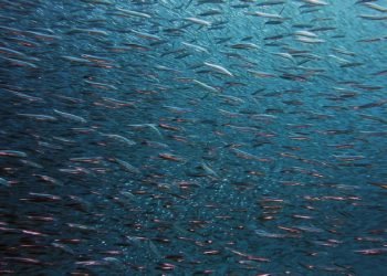 Žuvininkystės Programos įgyvendinimą Stebės Specialus Komitetas