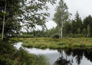 Vandens Telkinių Apsaugos Juostų Nauda Gamtai Ir žmogui