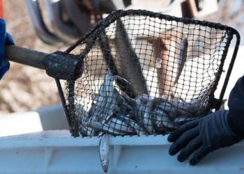 Stintos šiemet Pasirodė Anksčiau