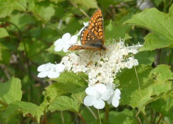 Pristatomi Saugomų Rūšių Inventorizacijos Rezultatai
