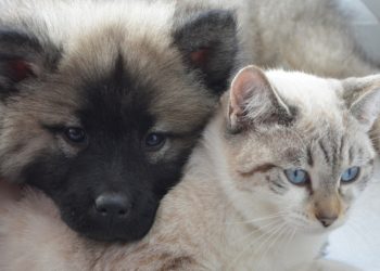 Siūlomi Pakeitimai Tikslesnei Gyvūnų Augintinių Apskaitai