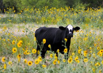 Atkurti Daugiamečių Pievų Pagal šių Metų Deklaravimo Rezultatus Nereikės