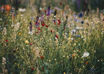 Klimatui Neutralus žemės ūkio Sektorius – Misija įmanoma: Parengtas Siūlymas Dėl Anglies Dioksido Absorbavimo Sertifikavimo Sistemos
