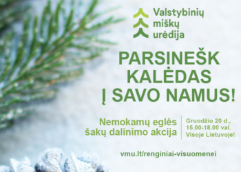 Miškininkai Kviečia Parsinešti Kalėdas į Savo Namus – Gruodžio 20 D. Visoje Lietuvoje Vyks Nemokamų Eglės šakų Dalinimo Akcija