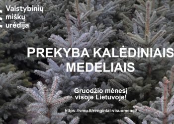 Valstybinių Miškų Urėdija Pradeda Kalėdinių Medelių Prekybą