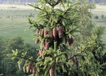 Išrinkime Gražiausią Saugomą Eglę