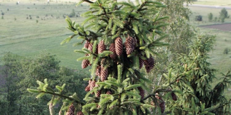 Išrinkime Gražiausią Saugomą Eglę