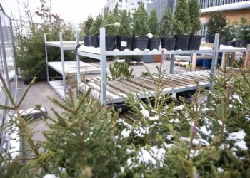 Prieš žiemos šventes Aplinkosaugininkus Sutiksite Ir Eglučių Pardavimo Punktuose