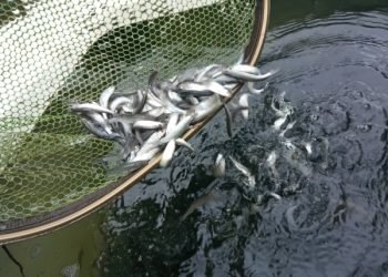 Šventoji Pasipildė Retomis žuvimis