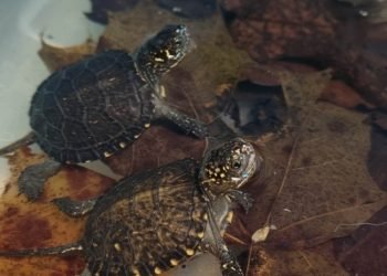 Ką Baliniai Vėžliai Veikia žiemą?