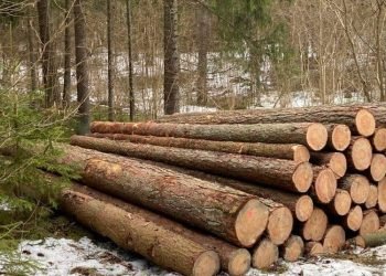 Pavogė Medienos Už 5000 Eurų