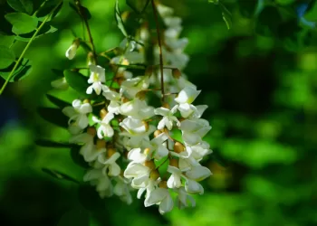 Baltažiedė Robinija – Gyvybingas Invazinis Augalas, Todėl Ją Naikinant Būtina Laikytis Mokslininkų Rekomendacijų