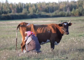 Smulkiems Ir Vidutiniams ūkiams – Mažesnė Konkurencija Dėl Paramos