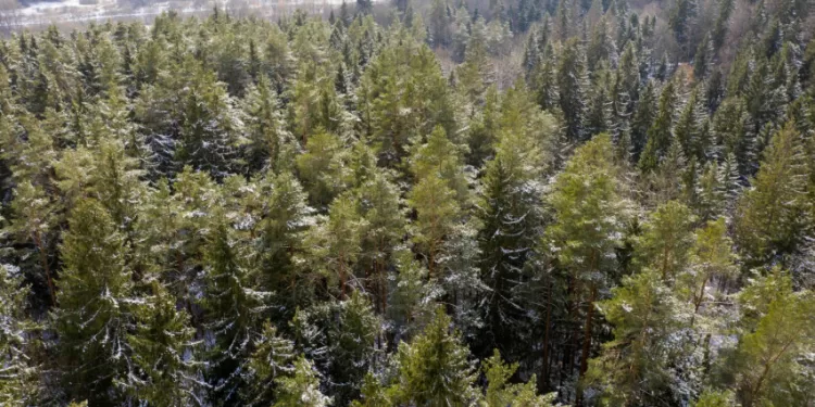 Pakeista Leidimų Kirsti Mišką Išdavimo Tvarka: Išlaikomas Padidintas Dėmesys Miško Kirtimams „Natura 2000“ Teritorijose