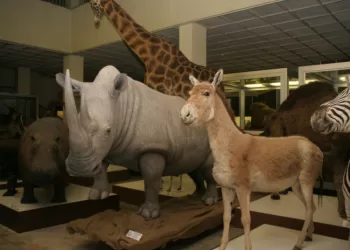 Kviečiame į Konferenciją, Skirtą Gamtininko Prof. Tado Ivanausko 140-Osioms Gimimo Metinėms