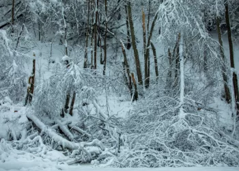 Gausiai Prisnigo Miškuose: Ką Reikia žinoti Lankytojams Ir Miško Savininkams?