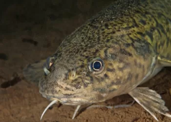 Nuo Gruodžio 15 D. įsigalioja Draudimas žvejams Mėgėjams Gaudyti Vėgėles