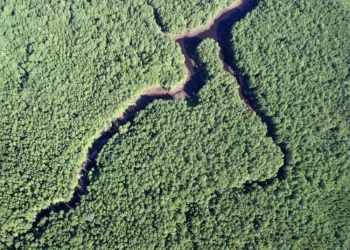 Miško žemės Medynų Plotas Per 20 Metų Padidėjo 7 Proc., Gyvų Medžių Biomasė – Penktadaliu