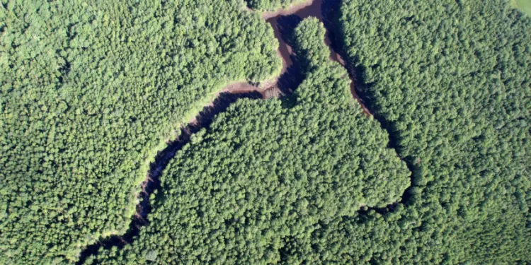 Miško žemės Medynų Plotas Per 20 Metų Padidėjo 7 Proc., Gyvų Medžių Biomasė – Penktadaliu