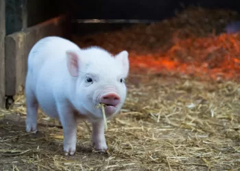 Ūkinių Gyvūnų Ligų Grėsmės Neslūgsta: Kaip Gauti Paramą Prevencinėms Priemonėms?