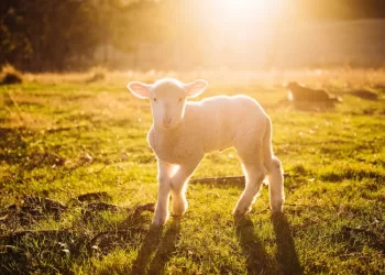 Parama Patiems Smulkiausiems ūkiams – Ką Reikia žinoti?