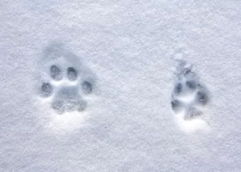 Priminimas Medžiotojams: Laikas Atlikti Medžiojamų Gyvūnų Apskaitą Pagal Pėdsakus Sniege