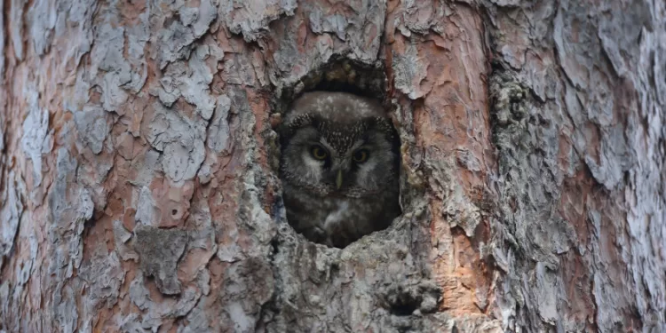 Paukščių Apskaitai – šiuolaikinės Technologijos Paukščių Apskaitai – šiuolaikinės Technologijos