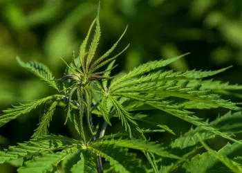 Ieškojo Eismo įvykyje Dalyvavusio Automobilio, O Rado Nelegalių Augalų Ir Chemikalų