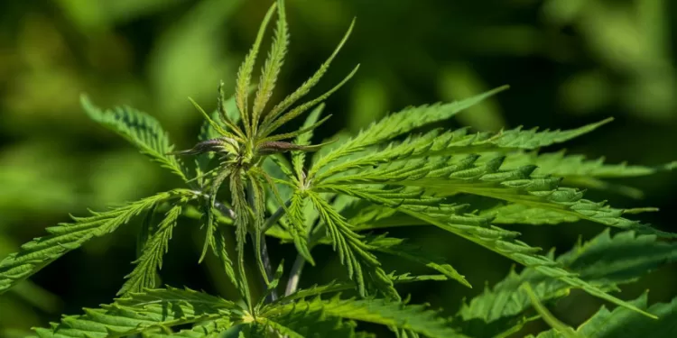 Ieškojo Eismo įvykyje Dalyvavusio Automobilio, O Rado Nelegalių Augalų Ir Chemikalų