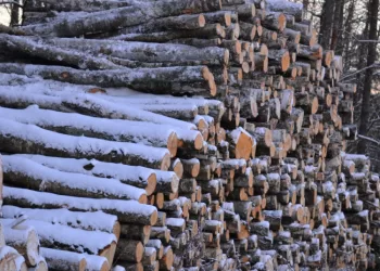 Aukciono Rezultatai Parodė Pokyčius Medienos Sektoriuje: Krenta Ilgą Laiką Didėjusi Medienos Paklausa Ir Kaina