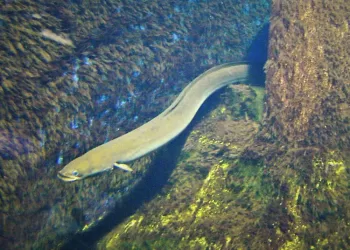 Migruojančių Ungurių Verslinės žvejybos Vietų Kitąmet Siūloma Sumažinti Beveik 3 Kartus