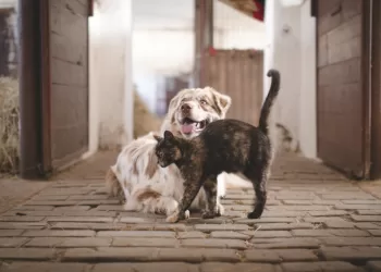 Už žiaurų Elgesį Su Gyvūnais – Draudimas Juos Laikyti Nuo 2 Iki 10 Metų