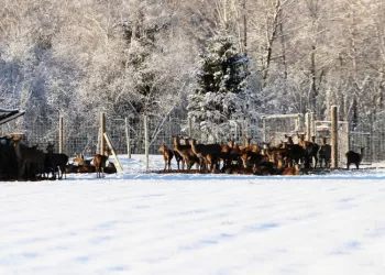 Aplinkosaugininkai Primena, Kad Privaloma Pateikti Ataskaitas Apie Aptvaruose, Voljeruose Ar Kituose Statiniuose Laikomus Laukinius Gyvūnus