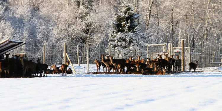 Aplinkosaugininkai Primena, Kad Privaloma Pateikti Ataskaitas Apie Aptvaruose, Voljeruose Ar Kituose Statiniuose Laikomus Laukinius Gyvūnus